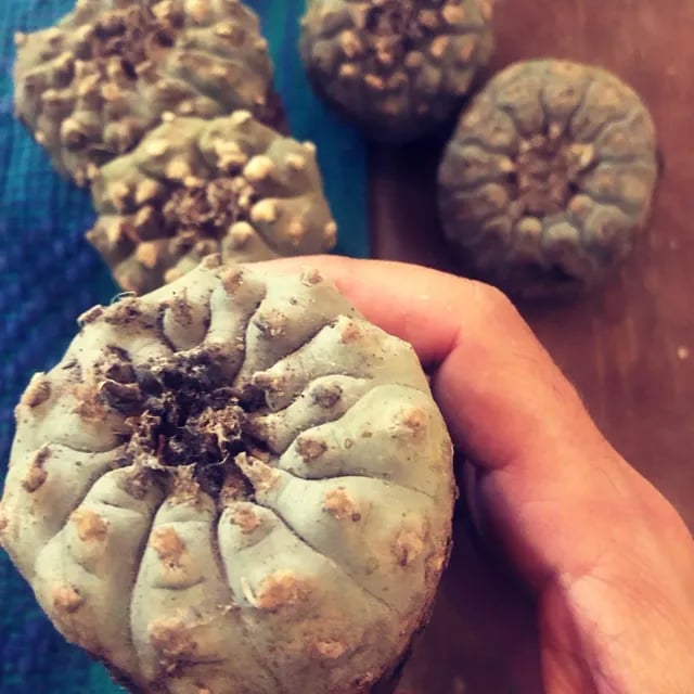 Церемония Пейот и Хикури