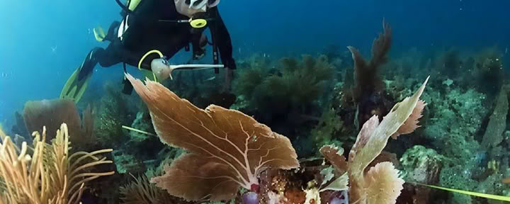 Вводное погружение на рифе Ловина, 1 погружение
