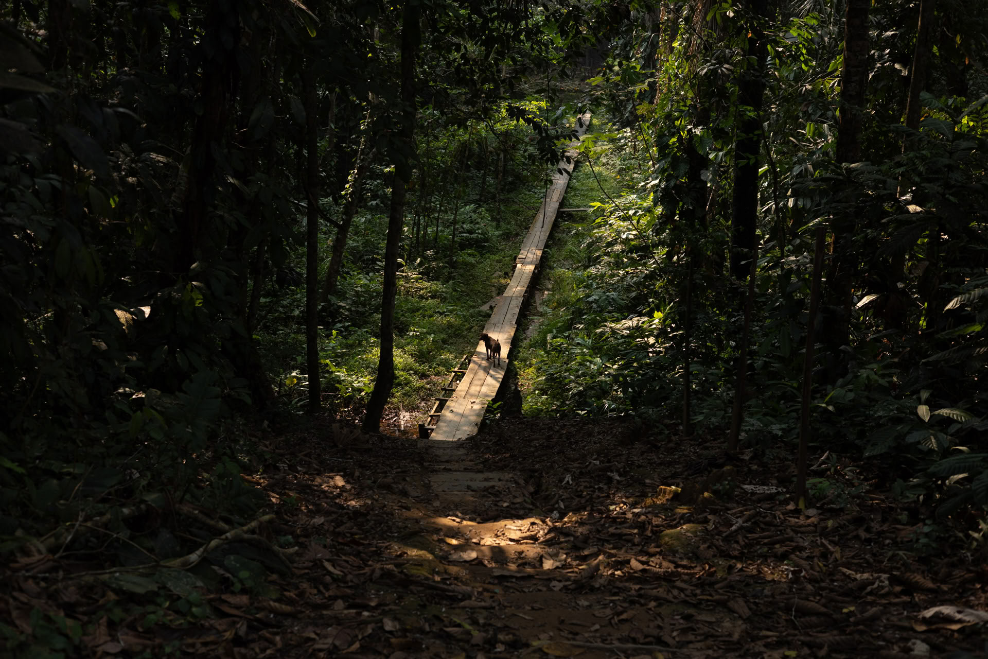 Открытый аяуасковый ретрит в Psychonauta Tribe