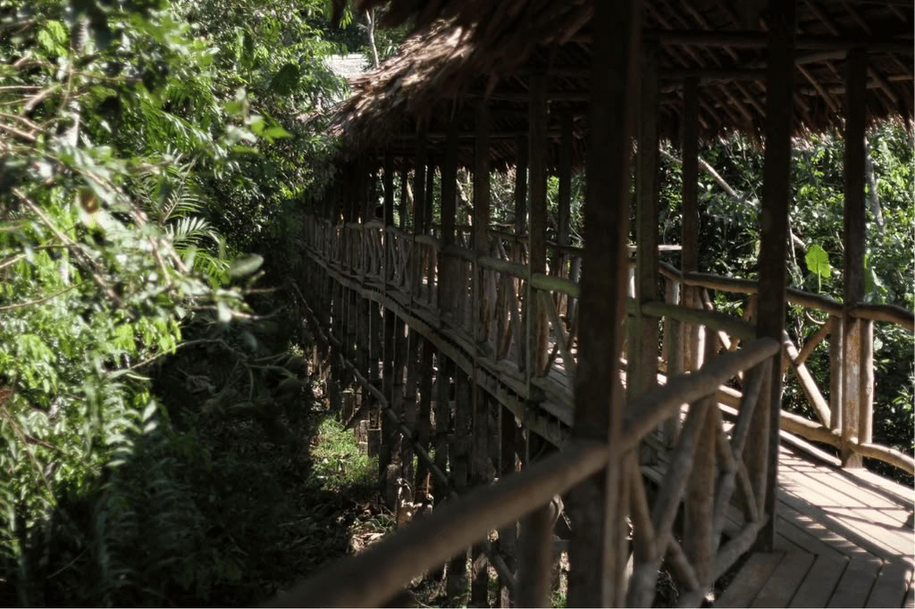 Амазонка — Blue Morpho Lodge: 3 аяуаски и 1 Сан-Педро