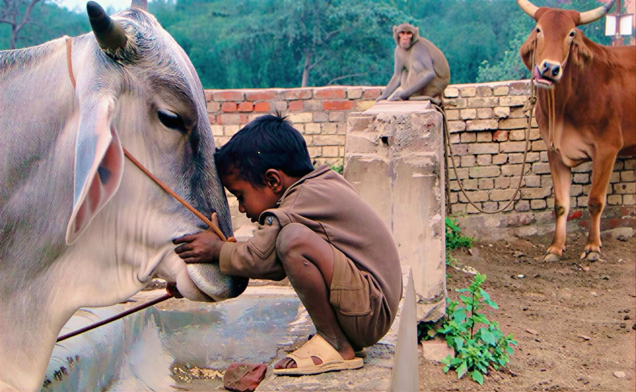 Тур «Дух Гималаев» + фестиваль Холи в Индии