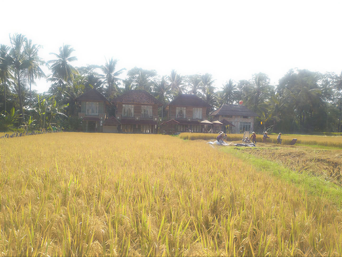 Незабываемый 7-дневный йога-ретрит в Firefly Retreat Bali