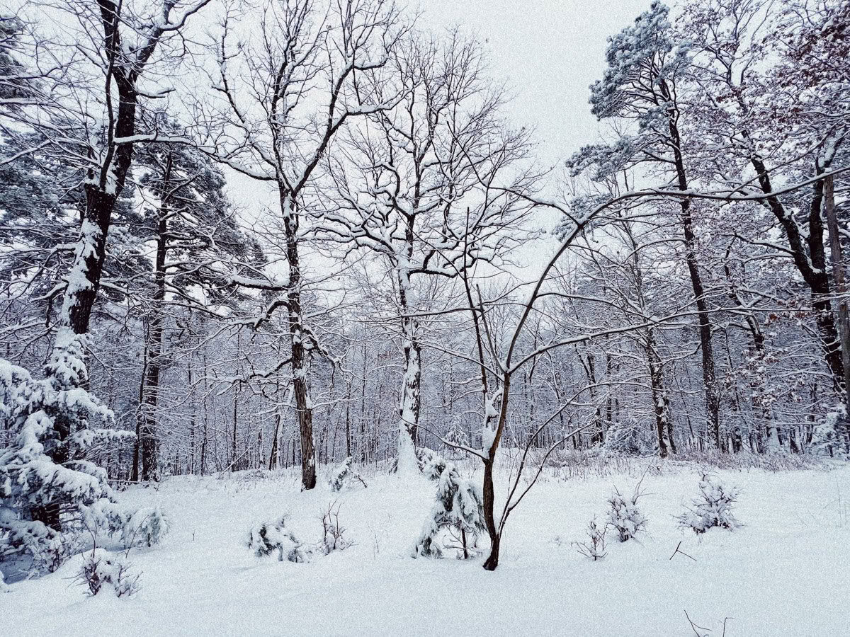 «ForREST Retreat: Зимние выходные в спячке — Wild Nature Retreats»