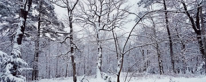 «ForREST Retreat: Зимние выходные в спячке — Wild Nature Retreats»