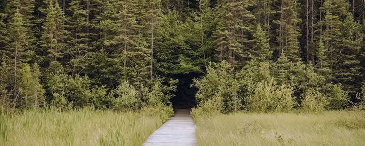 Ретрит ForREST: Летнее замедление — ретриты в дикой природе