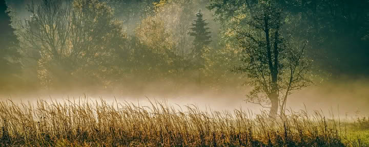Ретрит ForREST: Осенний уикенд для заземления — Wild Nature Retreats