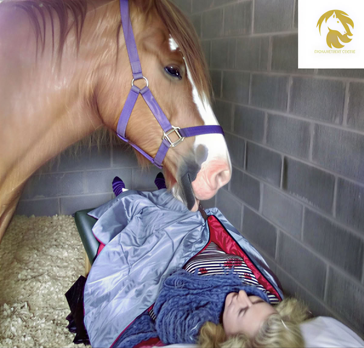 Иппотерапия 1 на 1