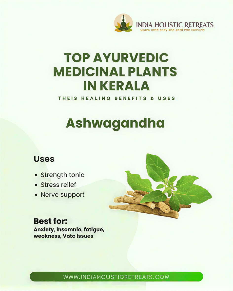 12-дневный духовный ретрит в Индии: йога в Ришикеше, аюрведа в Керале и тур к Тадж-Махалу