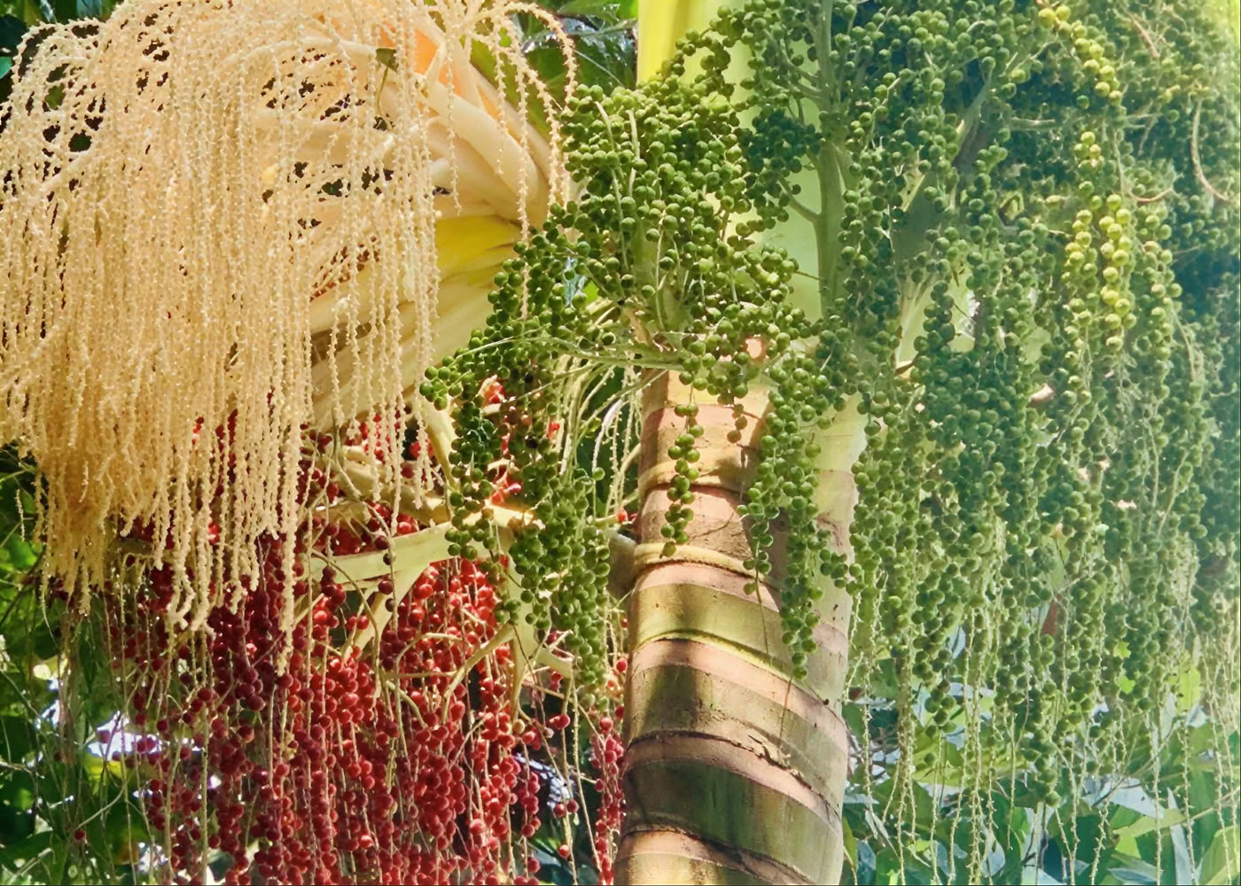 Каясека