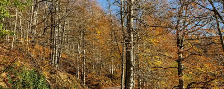 Йога-ретрит в октябре: опыт Золотого леса