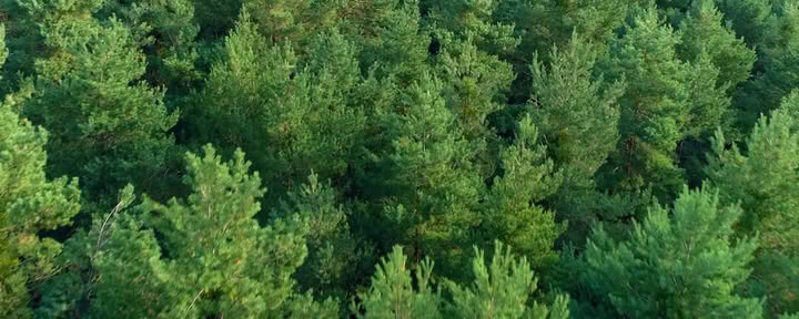 5-дневная аюрведическая перезагрузка
