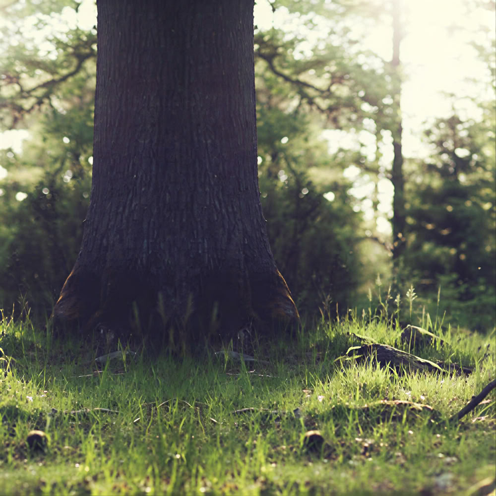 Опыт осознанности в лесу 🌳