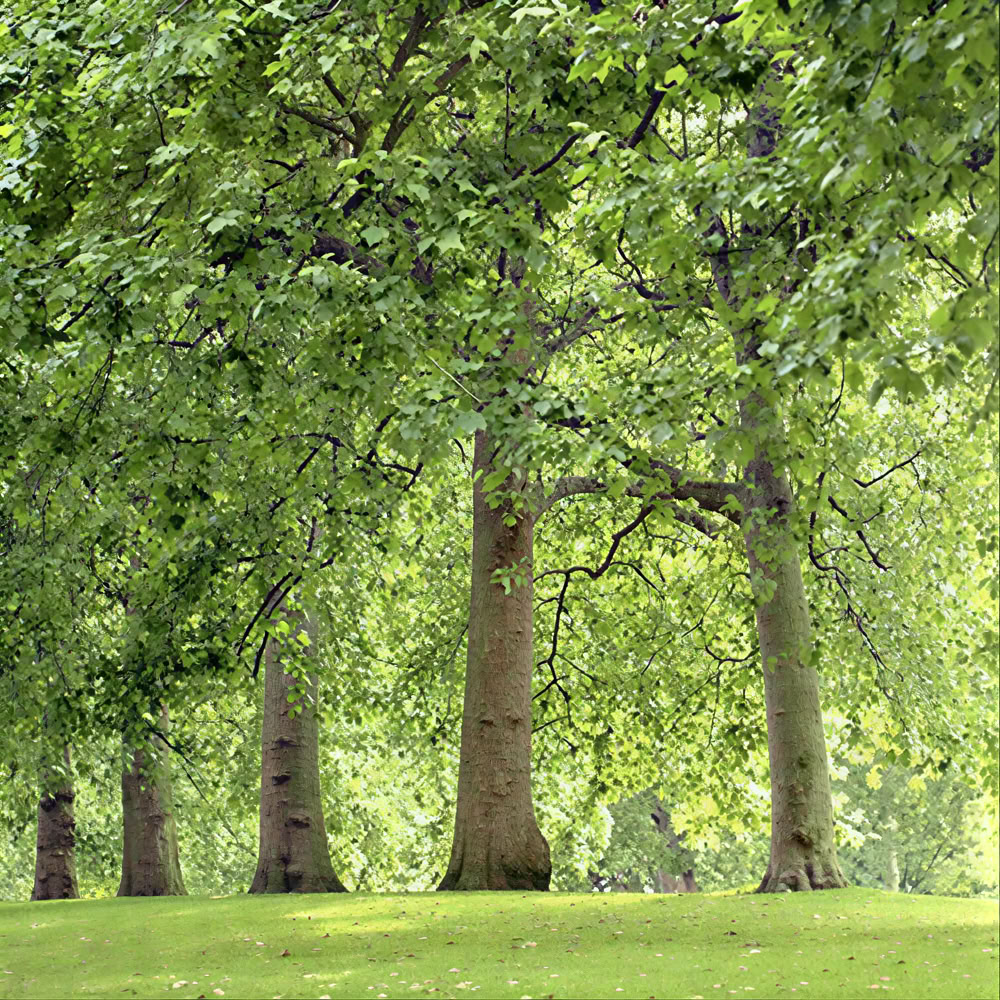 Опыт осознанности в лесу 🌳