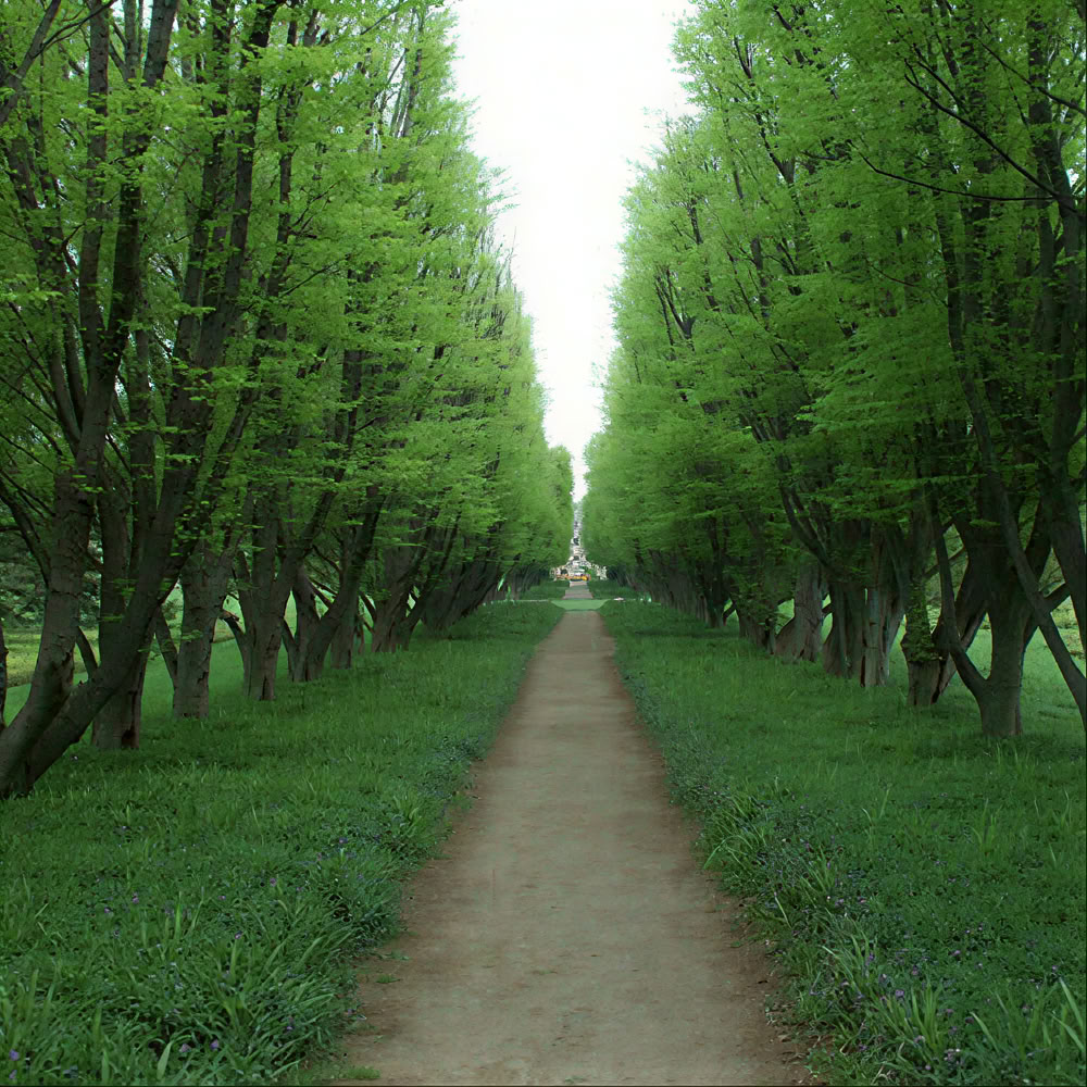 Опыт осознанности в лесу 🌳