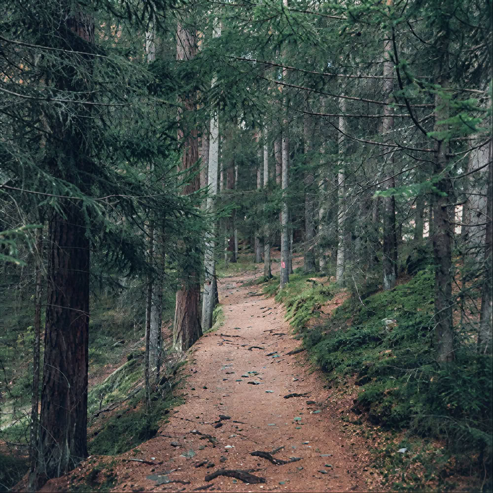 Опыт осознанности в лесу 🌳