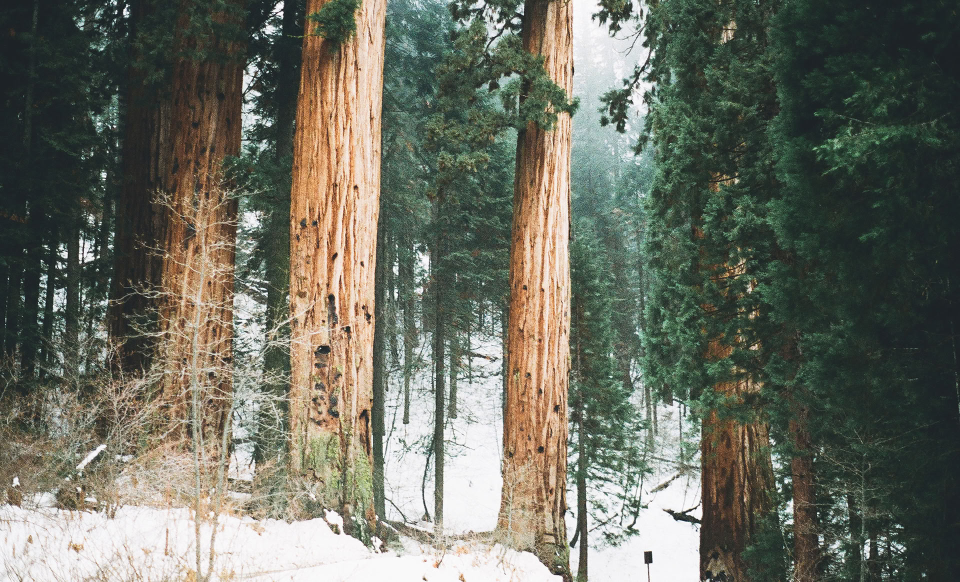 Опыт осознанности в лесу 🌳