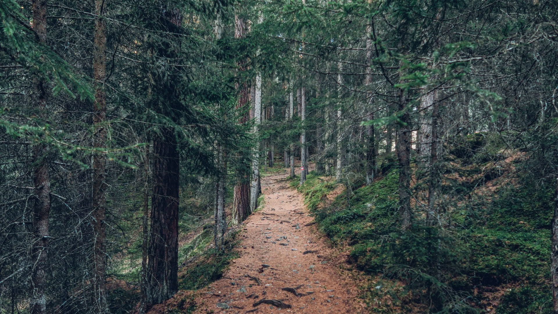 Опыт осознанности в лесу 🌳