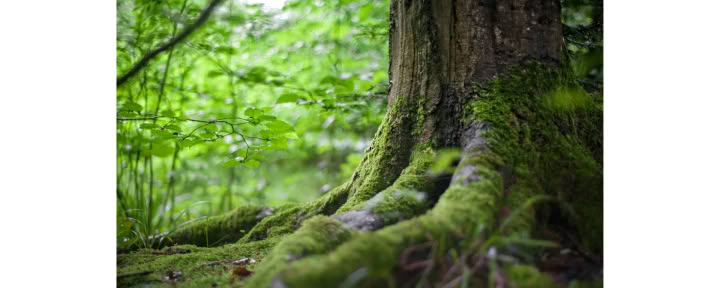 Опыт осознанности в лесу 🌳