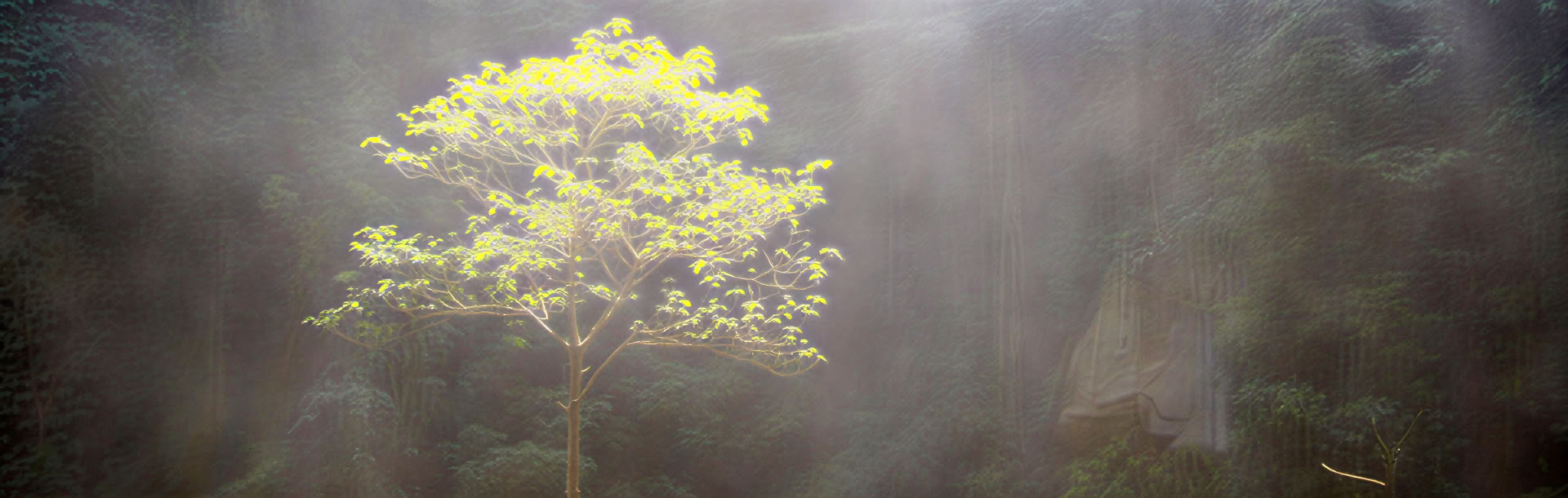 Анализ потенциала в частном порядке
