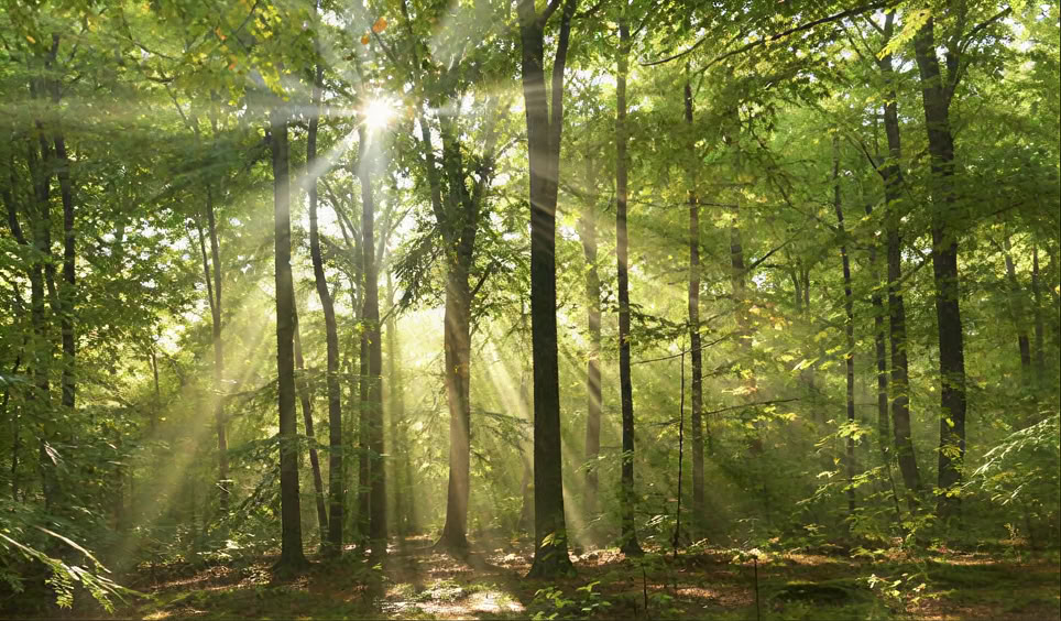 Празднования полнолуния и церемонии новолуния