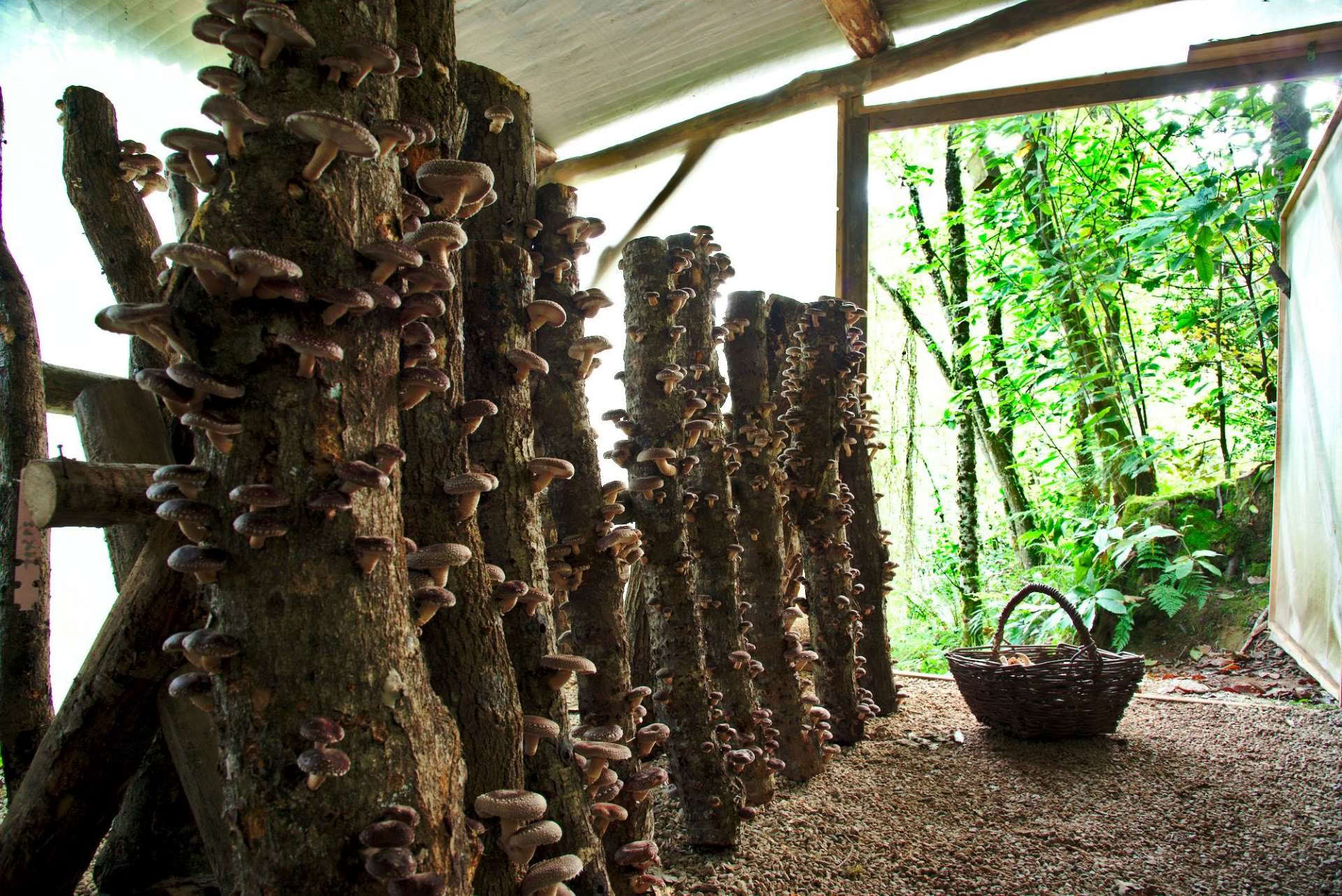 Посещение леса Fungi Natur