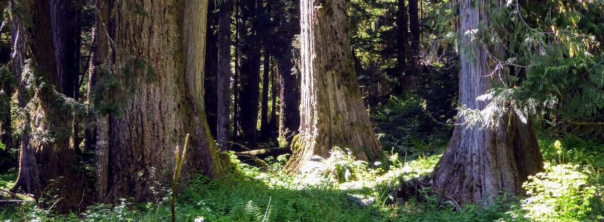 Ретрит исцеления в Frog Creek, WA