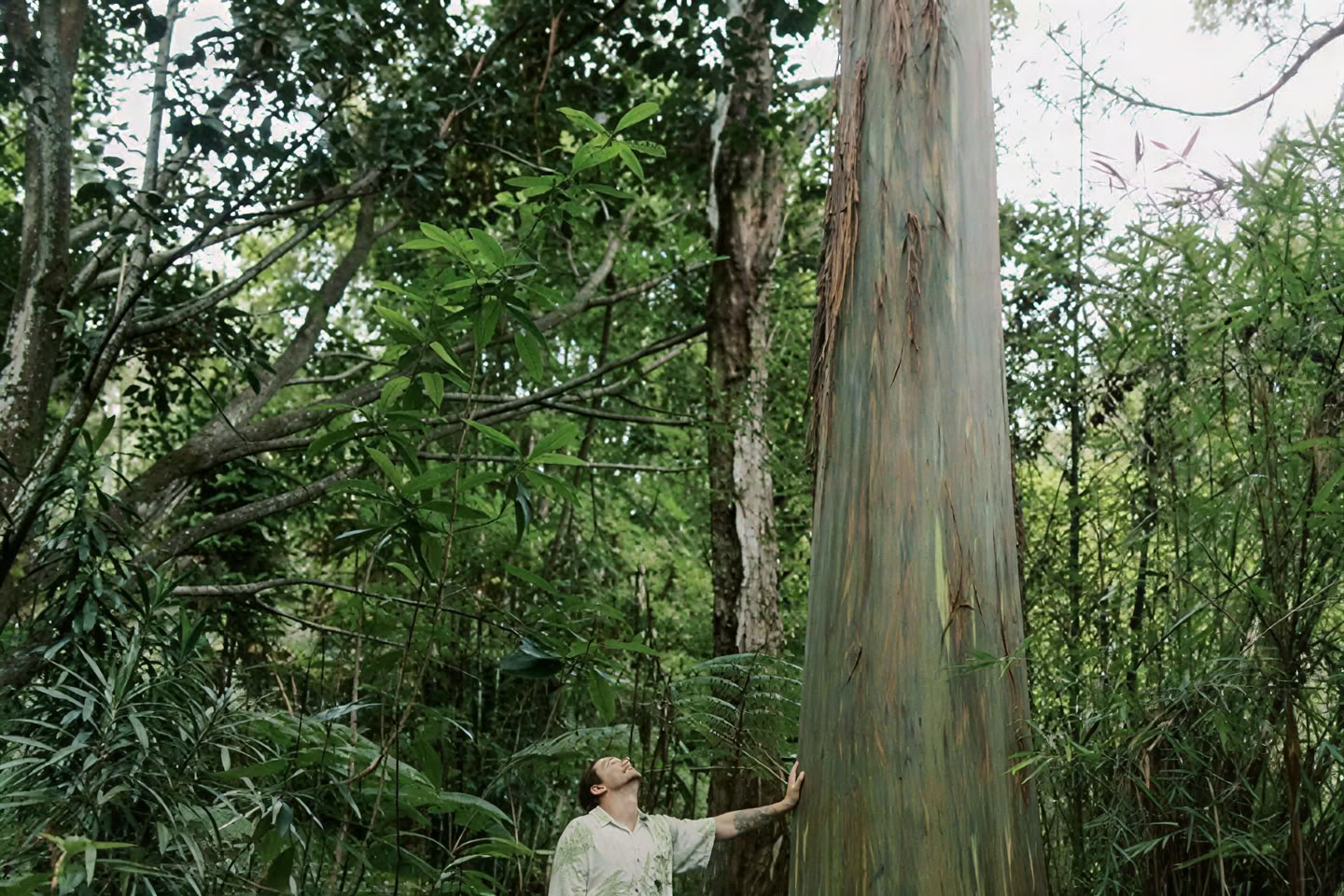 Частная экскурсия по облачному лесу — тропа Пантропикал (1,5 часа)