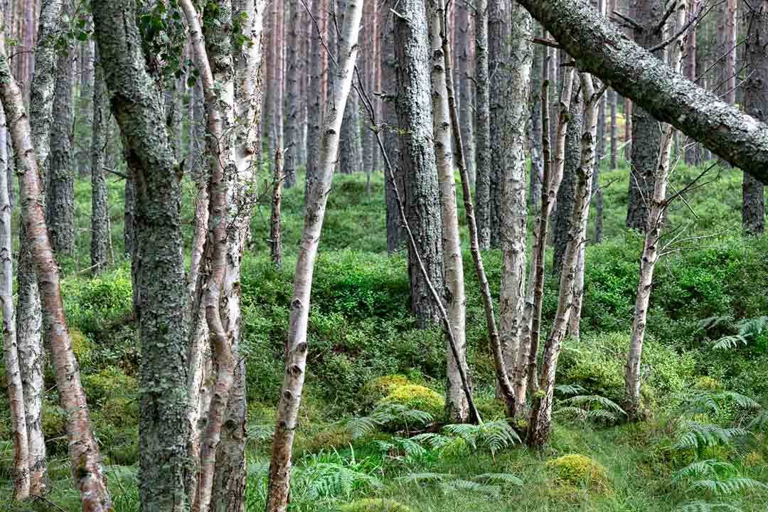 Релаксация в Rannoch