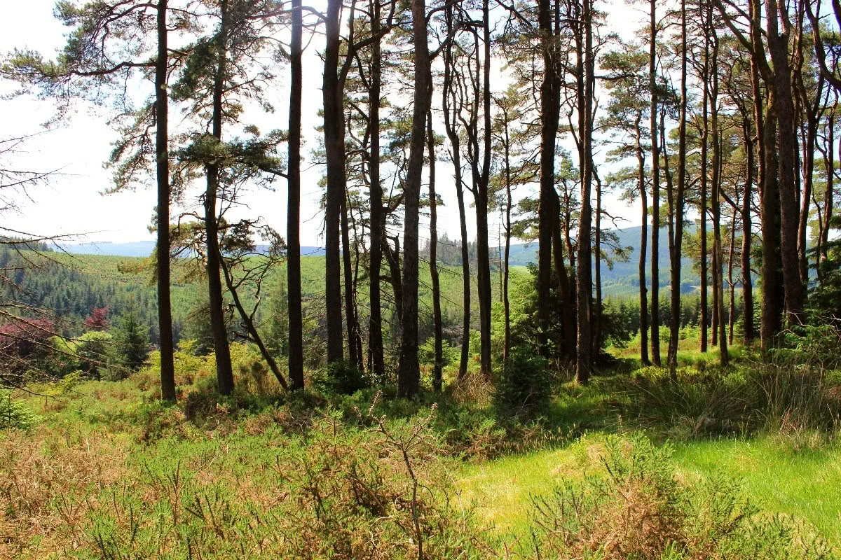 Возвращение в Муклаг — Самайн — Mucklagh Lodge