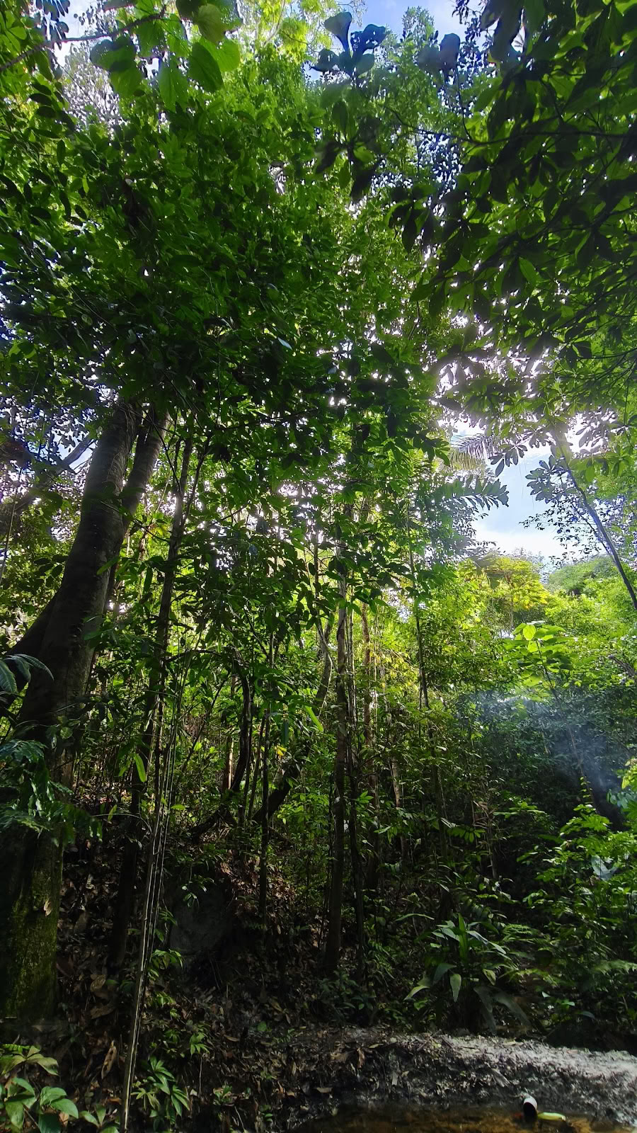 Ретрит-центр Naturalia | Ретрит с аяуаской в Перу