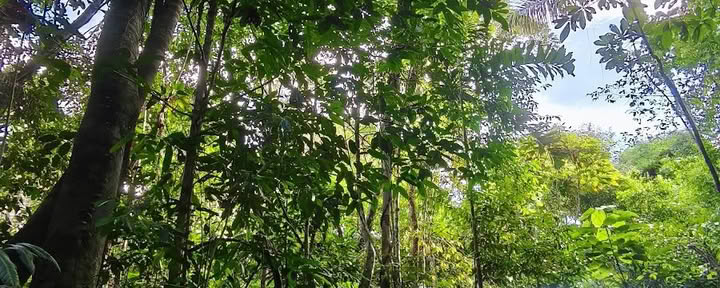 Ретрит-центр Naturalia | Ретрит с аяуаской в Перу