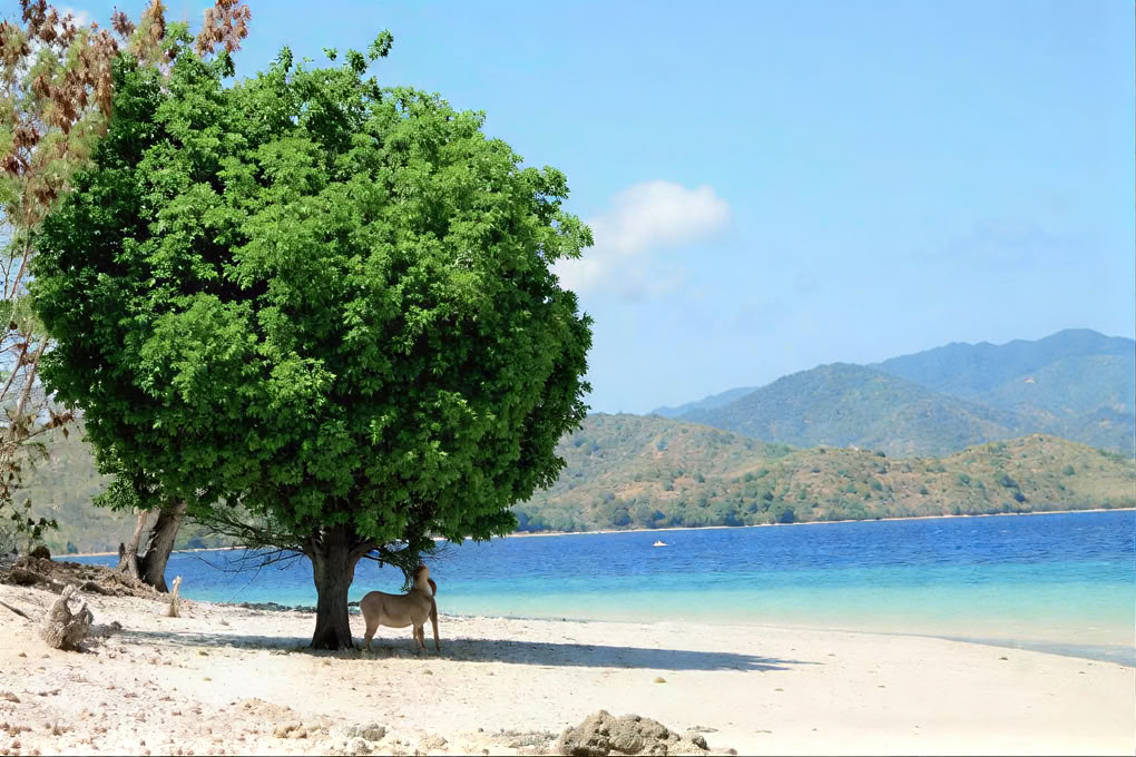 Эко-лодж и ресторан Gili Asahan