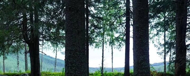 «Нет связи» AB